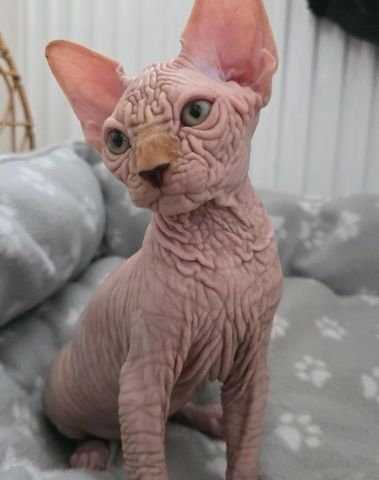 LETZTER! Außergewöhnlicher, faltiger Sphynx-Kater