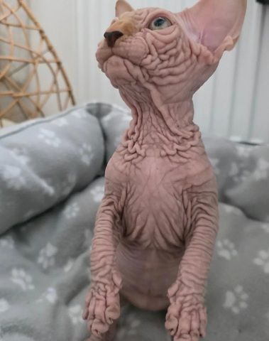LETZTER! Außergewöhnlicher, faltiger Sphynx-Kater