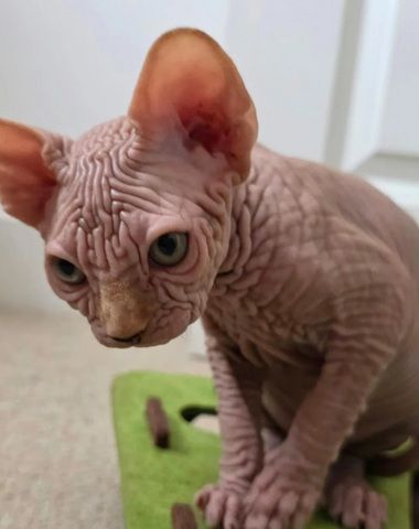LETZTER! Außergewöhnlicher, faltiger Sphynx-Kater