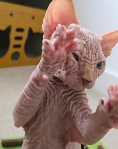 LETZTER! Außergewöhnlicher, faltiger Sphynx-Kater