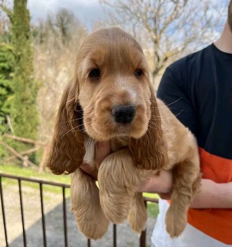 Cocker Spaniel Welpen!!
