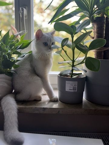 Bkh Katze 7monate alt
