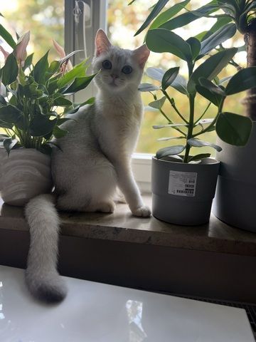Bkh Katze 7monate alt