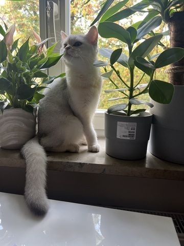 Bkh Katze 7monate alt