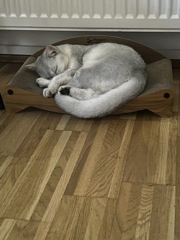 Bkh Katze 7monate alt
