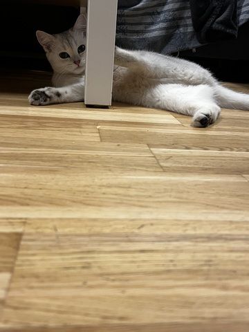 Bkh Katze 7monate alt