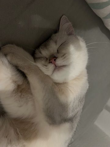 Bkh Katze 7monate alt