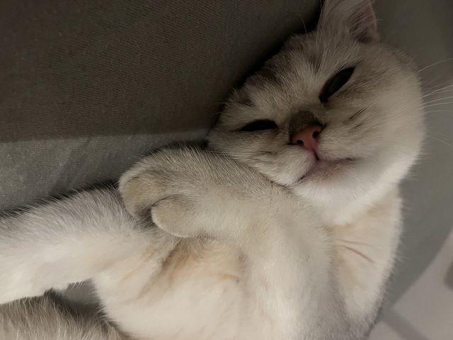 Bkh Katze 7monate alt