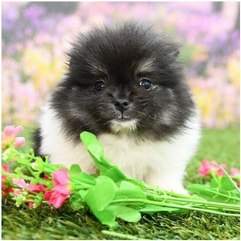 Pomeranian Zwergspitz Boo Welpen