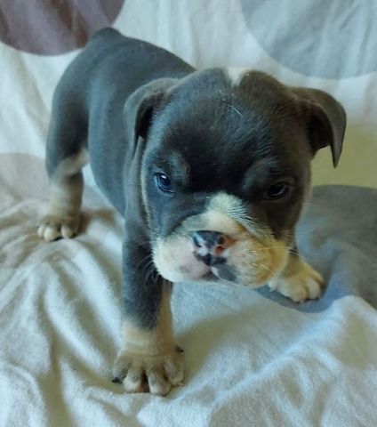 Englische Bulldoggen-Welpen