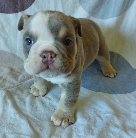Englische Bulldoggen-Welpen