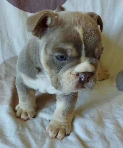 Englische Bulldoggen-Welpen