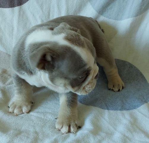 Englische Bulldoggen-Welpen