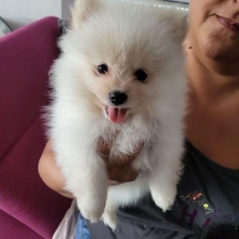 Zwergspitz/ Pomeranian mini Welpen