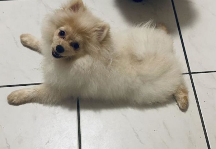 Pomeranian Spitz Welpe