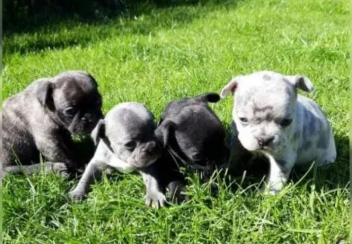 Französische Bulldogge sucht liebevolles Zuhause