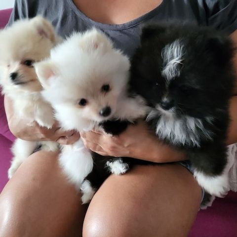 Pomeranian zwergspitz