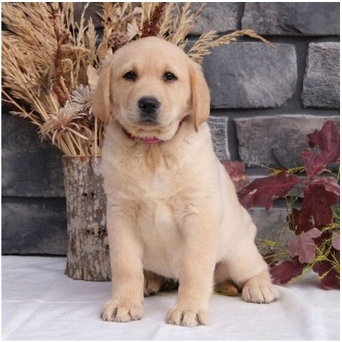 Süße Labrador Welpen mit Papieren
