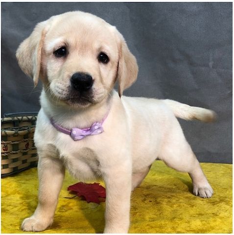 Süße Labrador Welpen mit Papieren