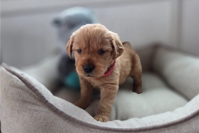 Golden Retriever Welpen suchen Ihre Familie  Welpen mit Ahnentafel
