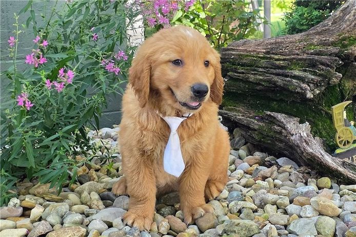 Golden Retriever Welpen suchen Ihre Familie  Welpen mit Ahnentafel