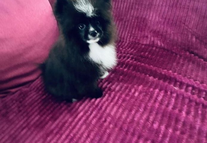 Klein spitz Welpen suchen neues Zuhause
