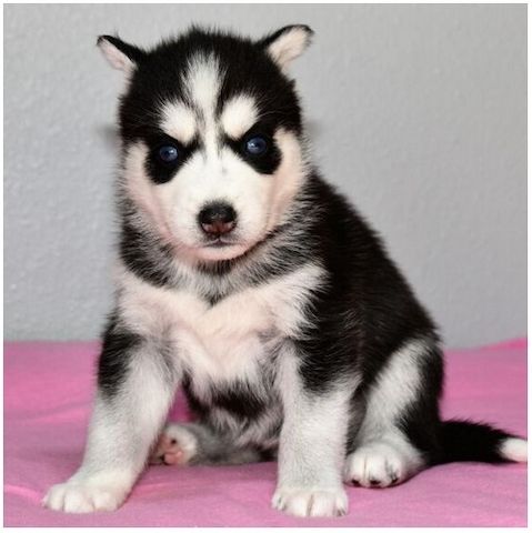 Reinrassige Siberian Husky Welpen mit Blauen und Braunen Augen ein neues und nettes Zuhause.