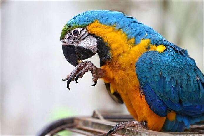 Ara-Papageien