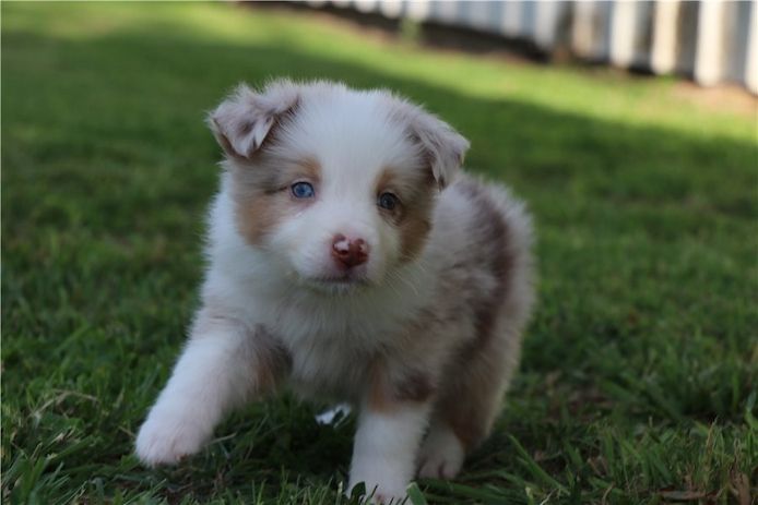 Reinrassige Australian Shepherd Welpen