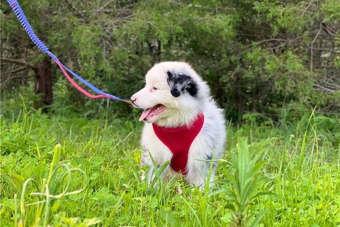 Reinrassige Australian Shepherd Welpen