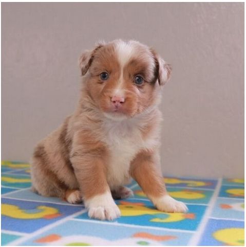 Reinrassige Australian Shepherd Welpen