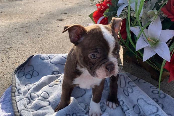 Reinrassige Boston Terrier Welpen