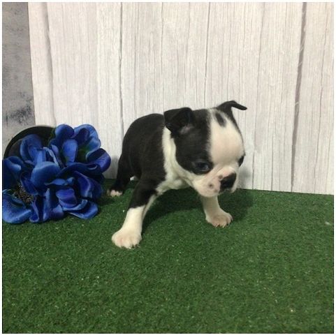 Reinrassige Boston Terrier Welpen