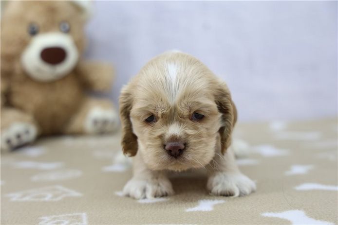 Reinrassige cocker spaniel welpen