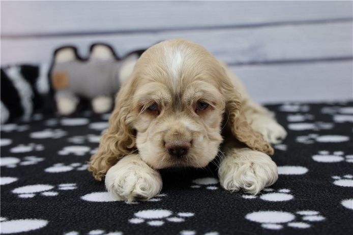 Reinrassige cocker spaniel welpen