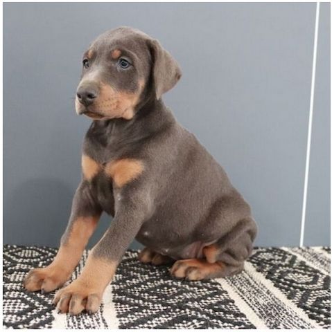 Reinrassige dobermann welpen
