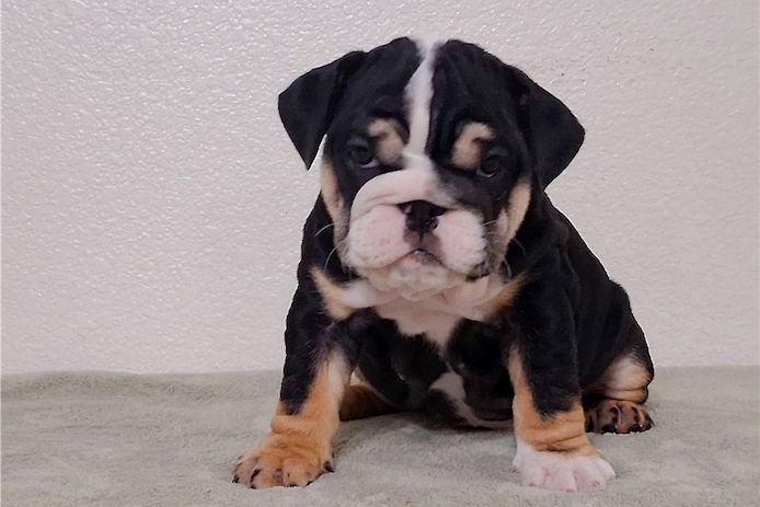Reinrassige Englische Bulldoggen welpen