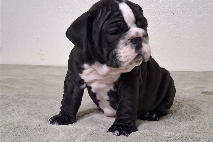 Reinrassige Englische Bulldoggen welpen