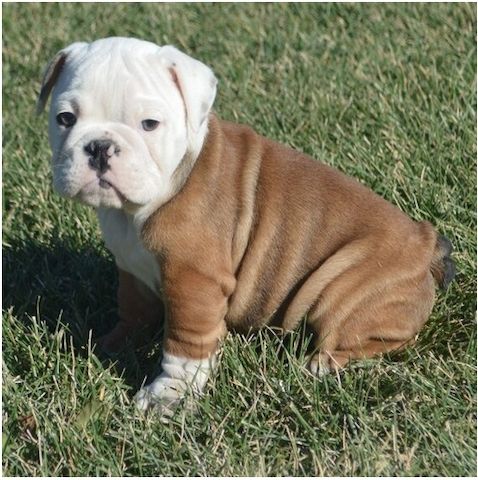 Reinrassige Englische Bulldoggen welpen