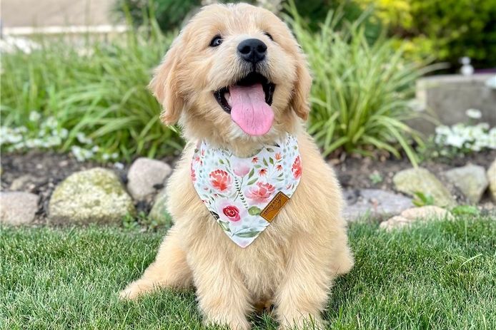 Reinrassige goldendoodle welpen
