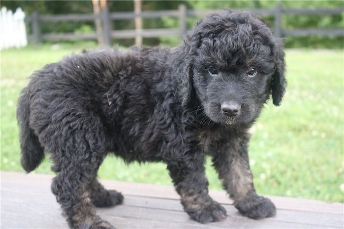 Reinrassige goldendoodle welpen