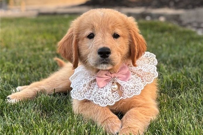 Reinrassige goldendoodle welpen