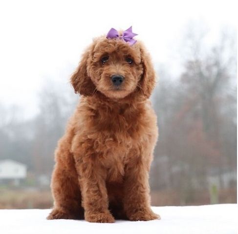 Reinrassige goldendoodle welpen