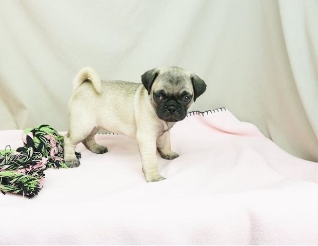 Reinrassige Mops welpen