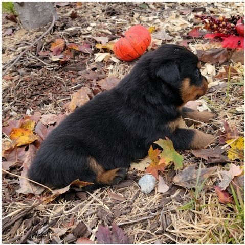 Reinrassige Rottweiler-welpen