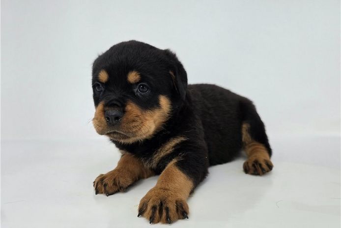 Reinrassige Rottweiler-welpen