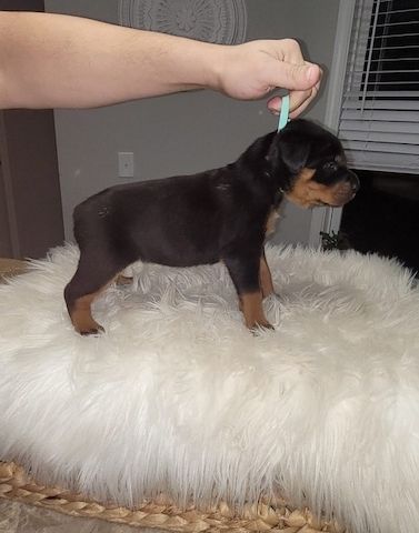 Reinrassige Rottweiler-welpen