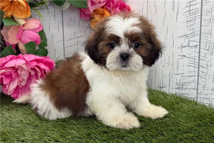 Reinrassige shih tzu welpen
