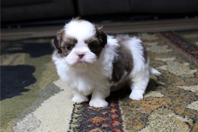 Reinrassige shih tzu welpen