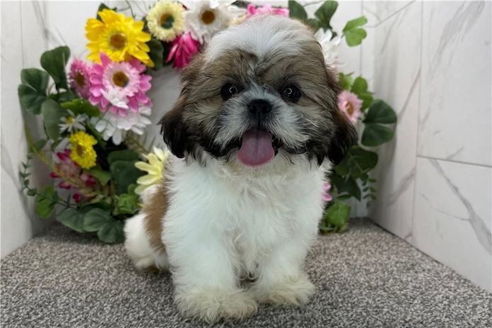 Reinrassige shih tzu welpen